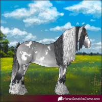 Horse Color:White Spotted Bay Chinchilla 