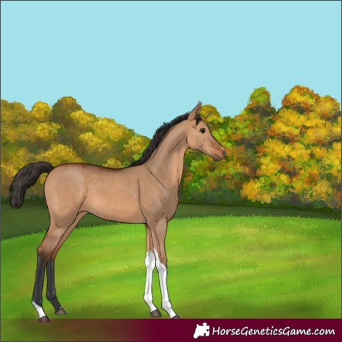 Horse Color:Bay Dun Tobiano 