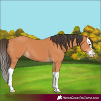 Horse Color:Bay Splash 