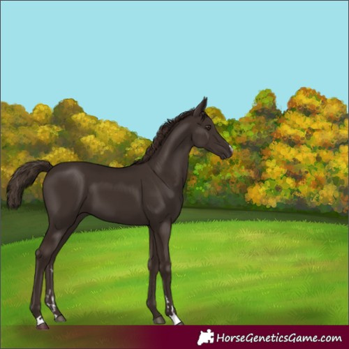 Horse Color:Liver Chestnut 