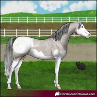 Horse Color:Liver Red Dun Splash Snowcap