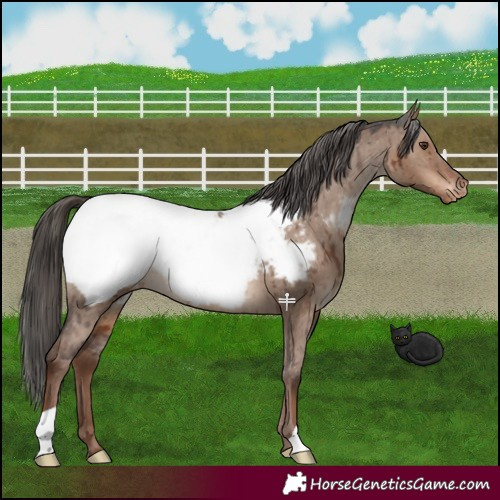 Horse Color:Liver Red Dun Appaloosa Brindle 