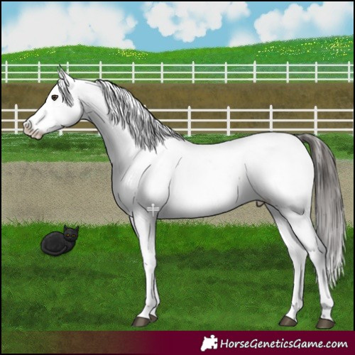 Horse Color:Liver Red Dun Snowcap 
