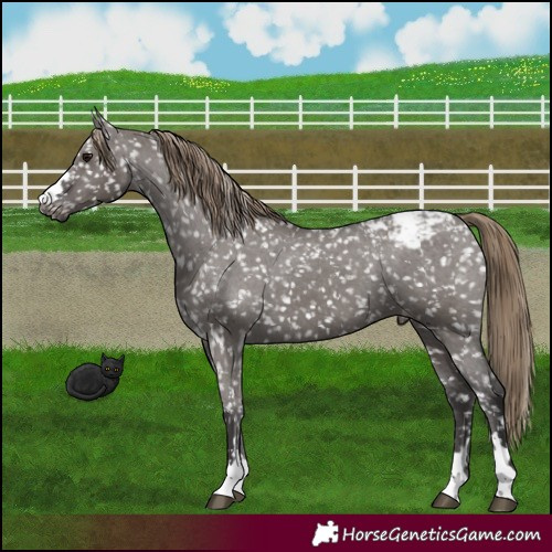 Horse Color:Smoky Grullo Snowcap 