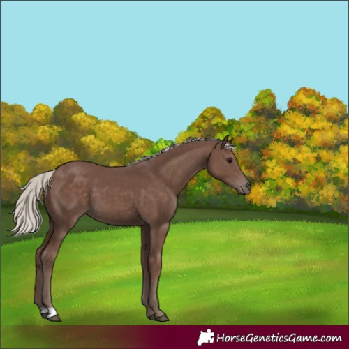 Horse Color:Silver Black 