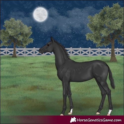 Horse Color:Black 