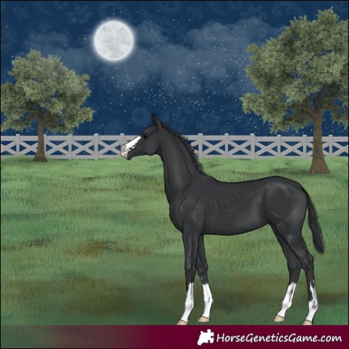 Horse Color:Black 
