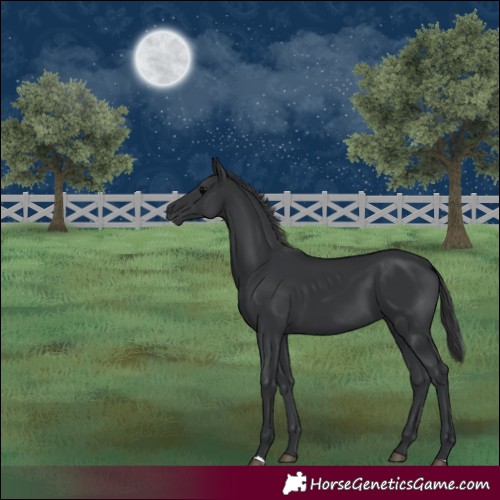 Horse Color:Black 