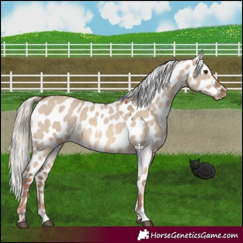 Horse Color:Red Dun Mushroom Appaloosa 