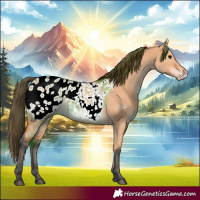 Horse Color:Bay Dun Appaloosa 