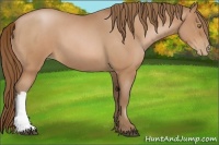 Horse Color:Bay Roan Pearl 