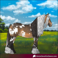 Horse Color:White Spotted Buckskin 