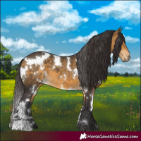 Horse Color:White Spotted Buckskin