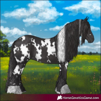 Horse Color:White Spotted Smoky Black
