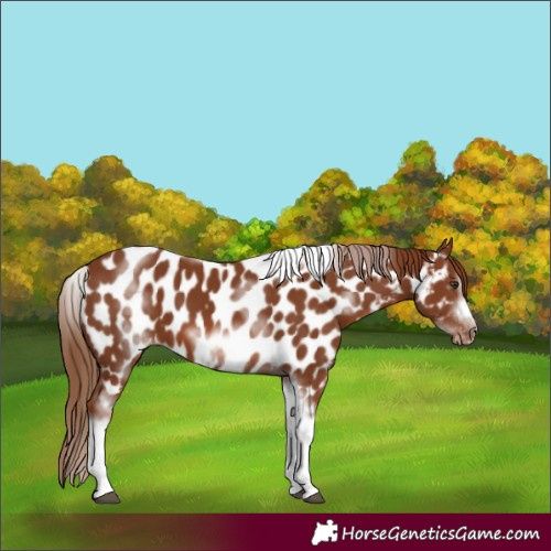 Horse Color:White Spotted Chestnut Splash Tobiano Frame Appaloosa 