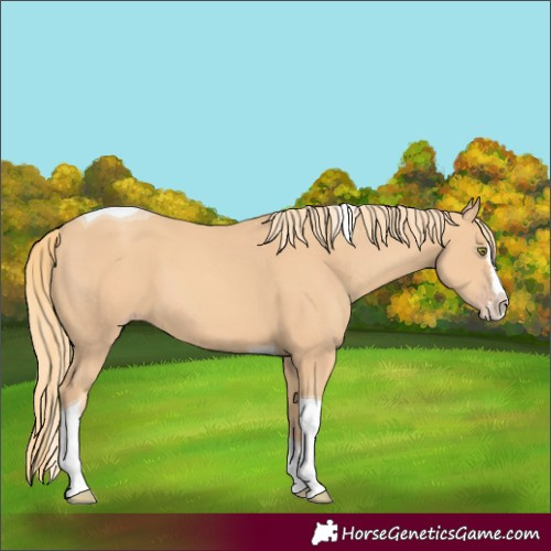 Horse Color:Unknown 