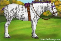 Horse Color:Black Tobiano and White Spotted Black