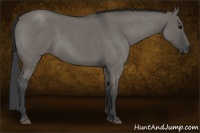 Horse Color:Grullo Roan 