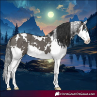 Horse Color:White Spotted Grullo Splash 