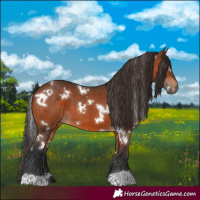 Horse Color:White Spotted Bay 