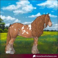 Horse Color:White Spotted Chestnut 