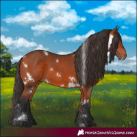 Horse Color:White Spotted Bay 