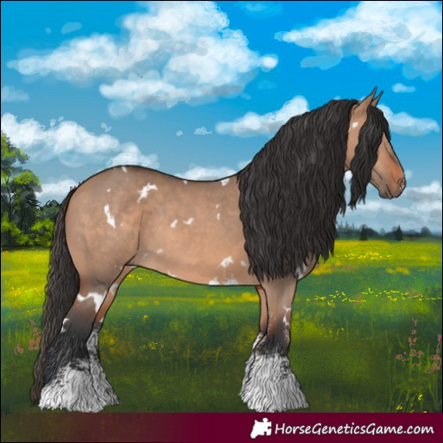 Horse Color:White Spotted Bay Dun Sabino Rabicano