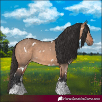 Horse Color:White Spotted Bay Dun Sabino Rabicano