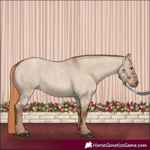 Horse Color:Red Dun Roan 
