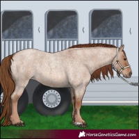 Horse Color:Red Dun Roan