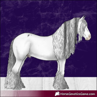 Horse Color:White Spotted Black Splash