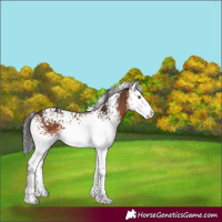 Horse Color:White Spotted Brown Splash 