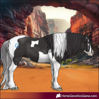Horse Color:Smoky Black Splash Tobiano
