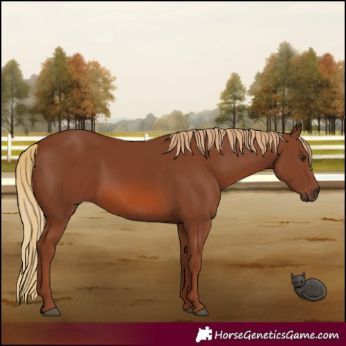 Horse Color:Chestnut 