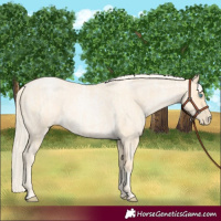 Horse Color:Palomino Roan Pearl  and Palomino Roan Pearl 