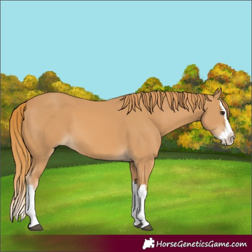 Horse Color:Chestnut Splash 