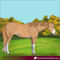 Horse Color:Chestnut Splash 