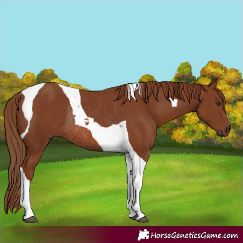 Horse Color:Chestnut Tobiano Rabicano 