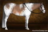 Horse Color:White Spotted Buckskin Roan 