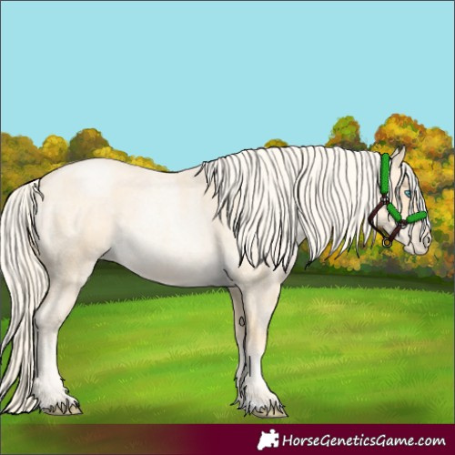 Horse Color:Palomino Roan Pearl and Palomino Roan Pearl