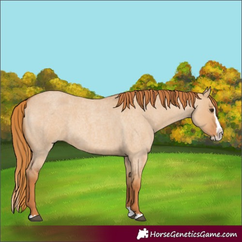 Horse Color:Red Dun Roan Splash 