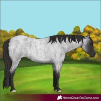 Horse Color:Liver Red Roan
