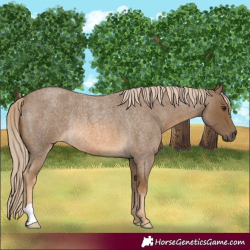 Horse Color:Chocolate Palomino Roan Rabicano 