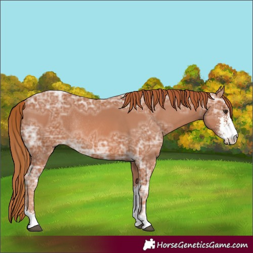 Horse Color:Chestnut Ice Sabino Rabicano