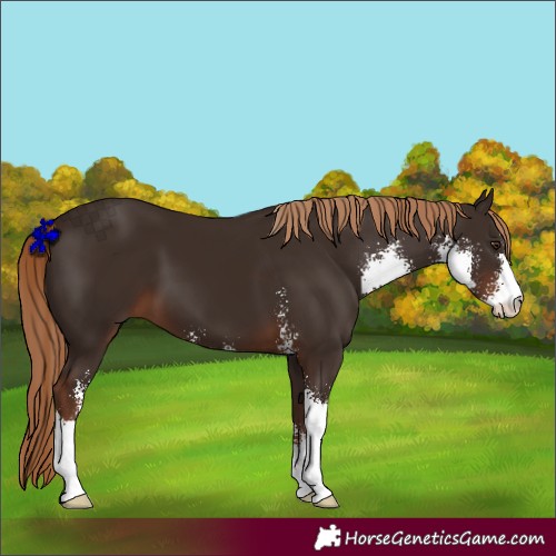 Horse Color:Liver Chestnut Sabino 