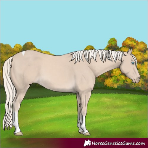 Horse Color:Cremello Tobiano