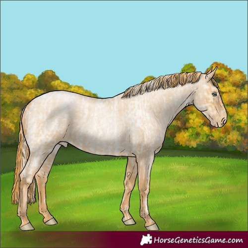 Horse Color:Palomino Roan Pearl and Red Roan Pearl
