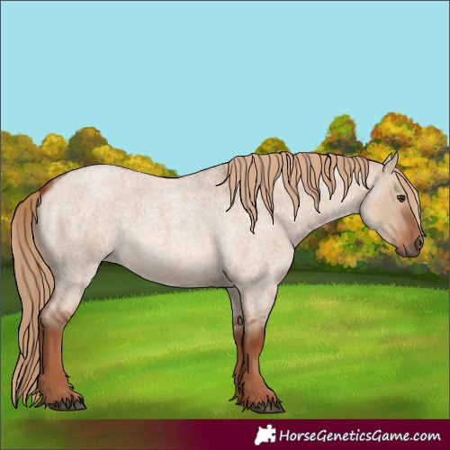 Horse Color:Red Dun Roan 