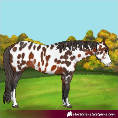 Horse Color:Bay Sabino Near Leopard Rabicano