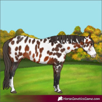 Horse Color:Bay Sabino Near Leopard Rabicano